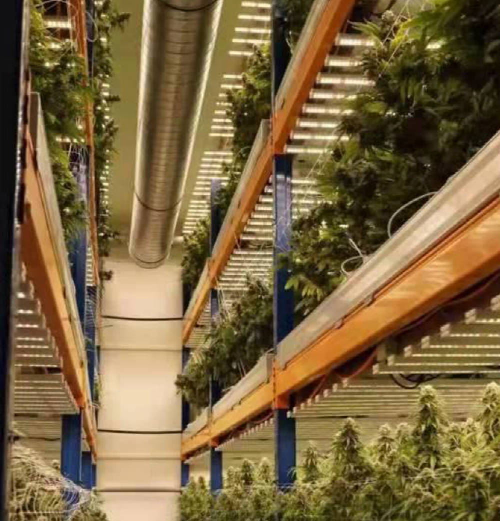 Lámpara de cultivo 
